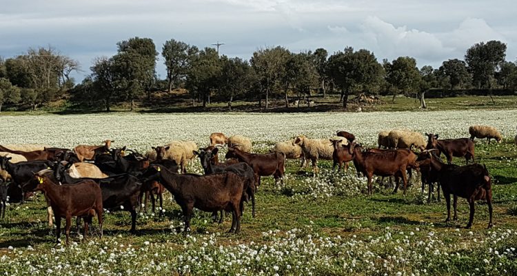 pastos cabras